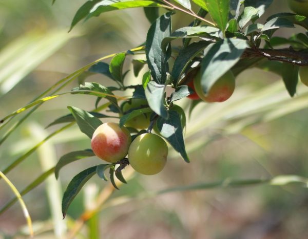 Plum