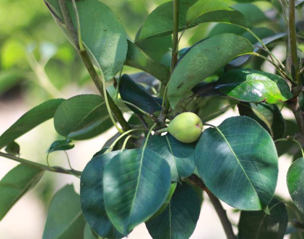 Pear Tree