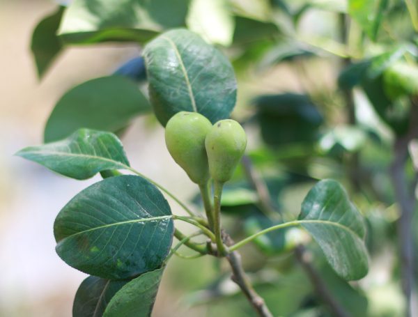 Pear Tree
