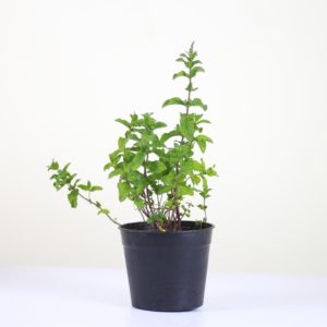 Peppermint