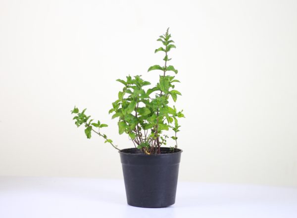 Peppermint