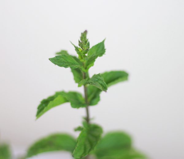 Peppermint