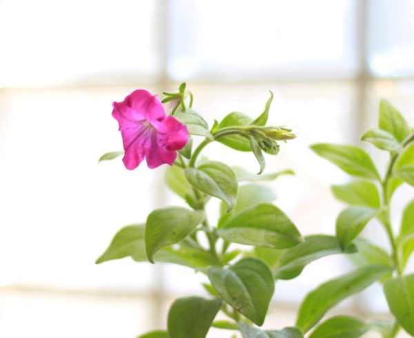 Spreading Petunia