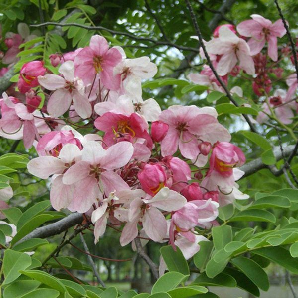 Apple Blossom tree