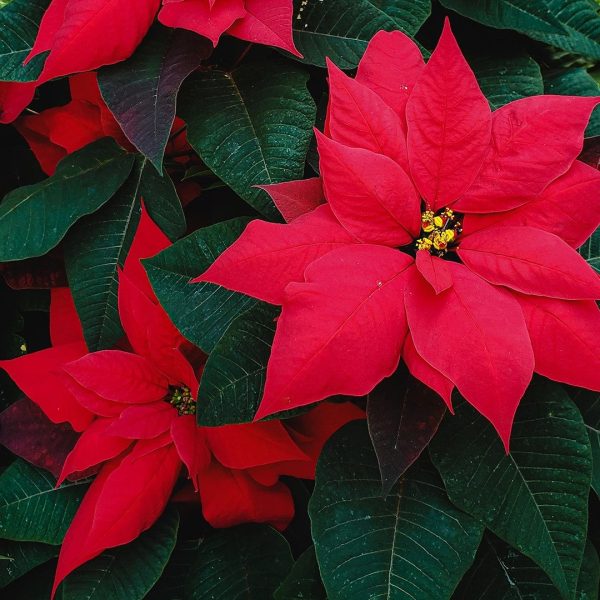 Red Poinsettia