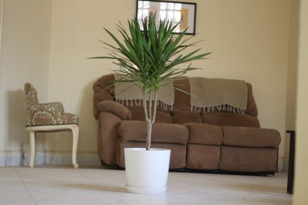 Poly Pot