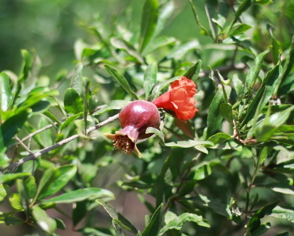 Pomegranate
