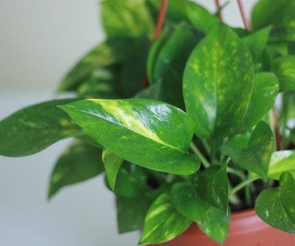 Golden Pothos