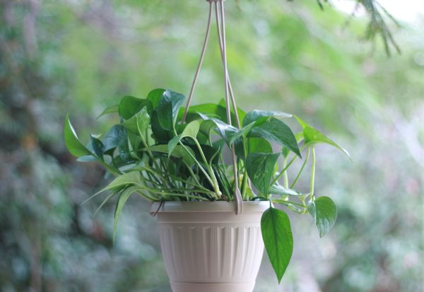 Hanging Round Pot `Khorshed`