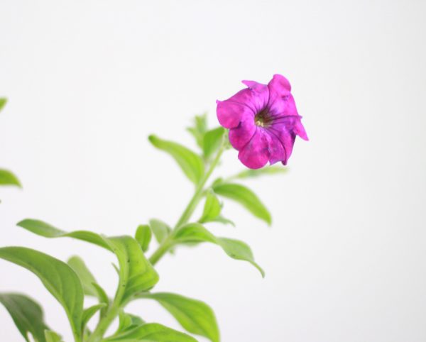 Spreading Petunia
