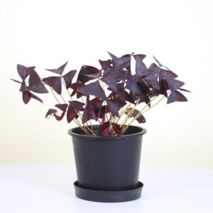 Purple Shamrock