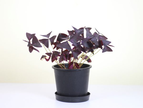 Purple Shamrock
