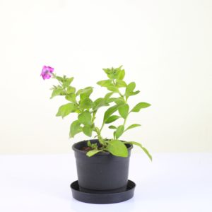 Spreading Petunia