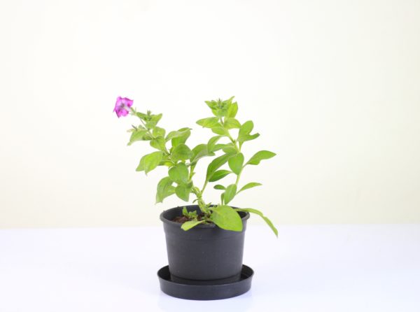 Spreading Petunia