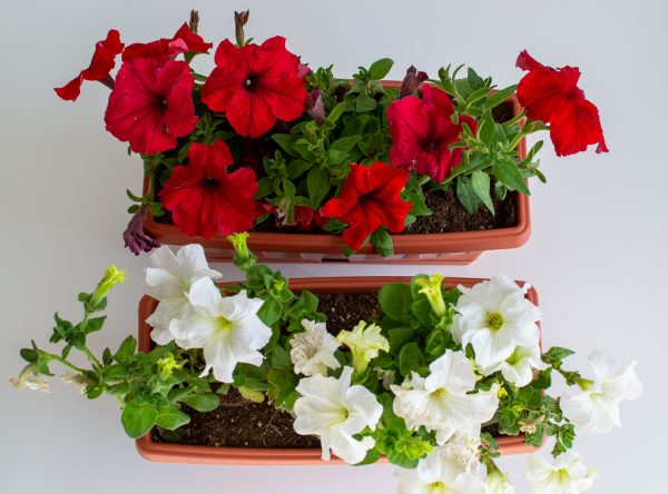 Pre-potted Petunia Trough