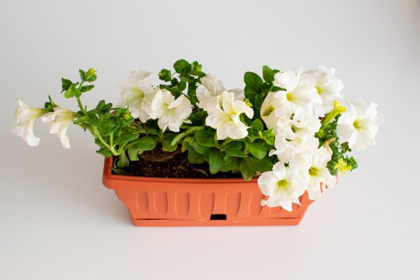 Pre-potted Petunia Trough