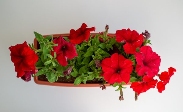 Pre-potted Petunia Trough