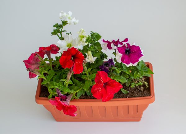 Pre-potted Petunia Trough