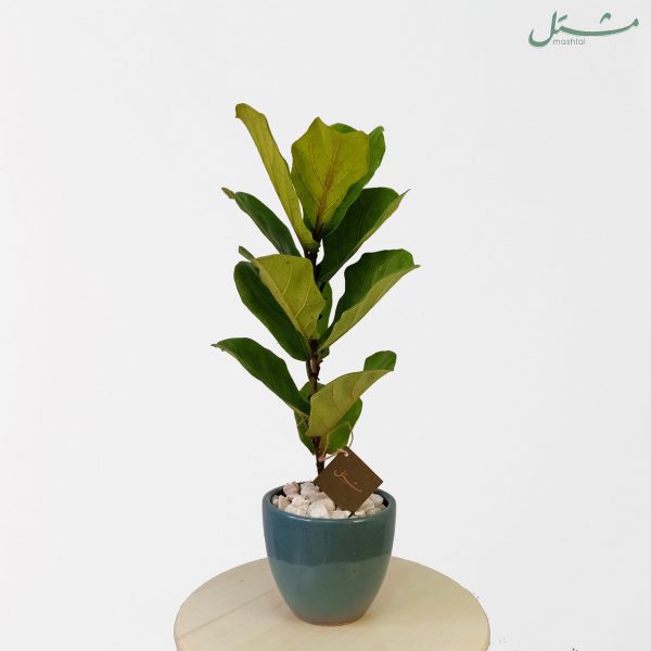 Pre-potted Fiddle-Leaf Fig