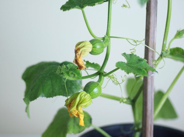 Butternut Pumpkin