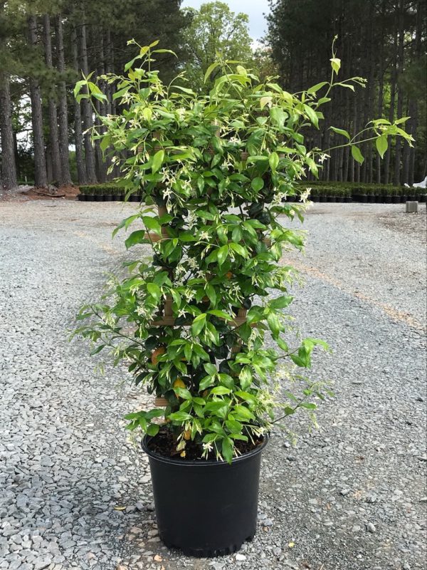 Rangoon Creeper
