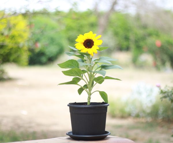 Sunflower