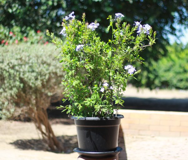 Plumbago
