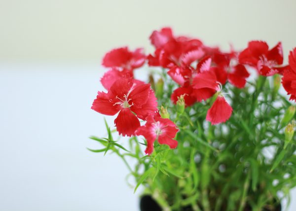 China Pink