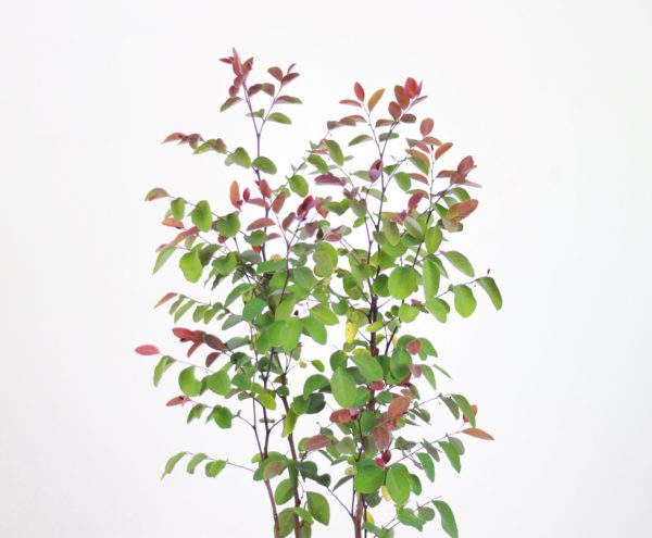 Red Snowbush