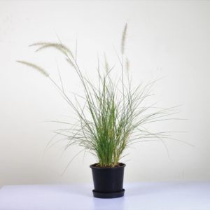 Green Fountain Grass