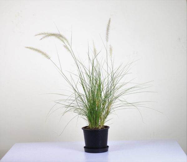 Green Fountain Grass