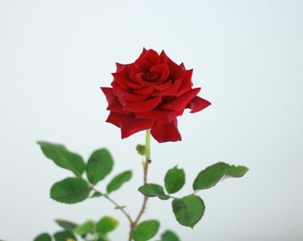 Rose Bush