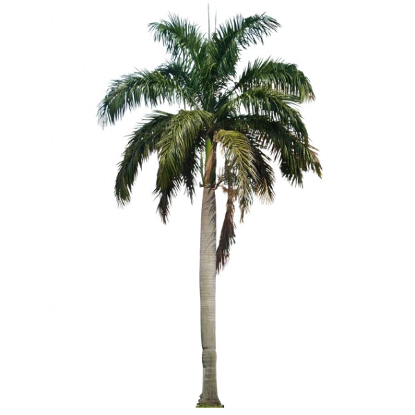 Royal Palm - Mashtal Garden Centers