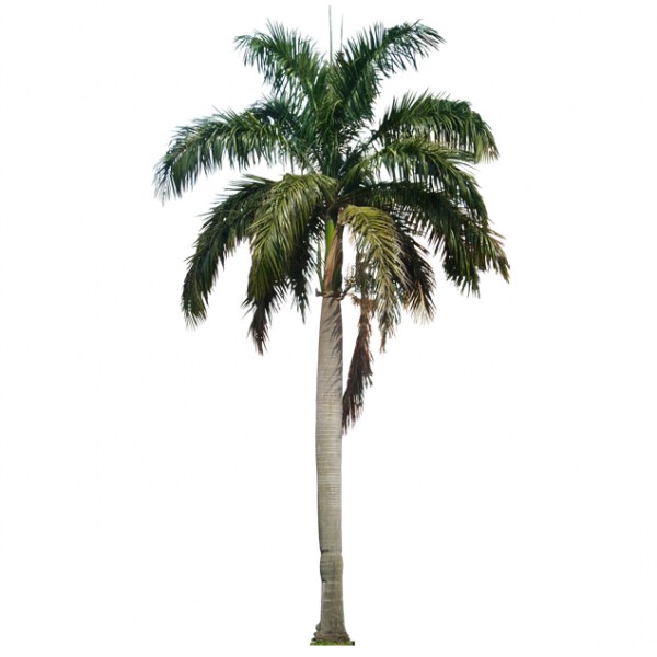 Royal Palm