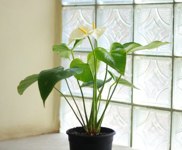 White Anthurium