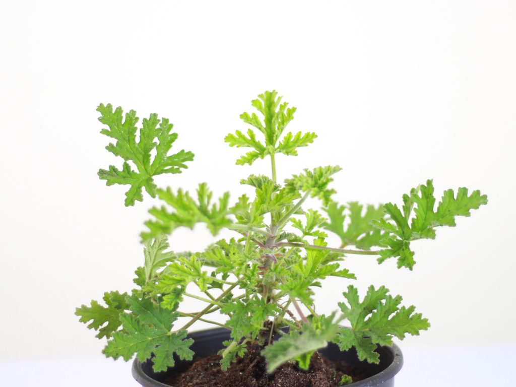 Granium Citronnelle Jardilandnull