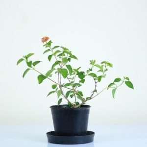 Lantana