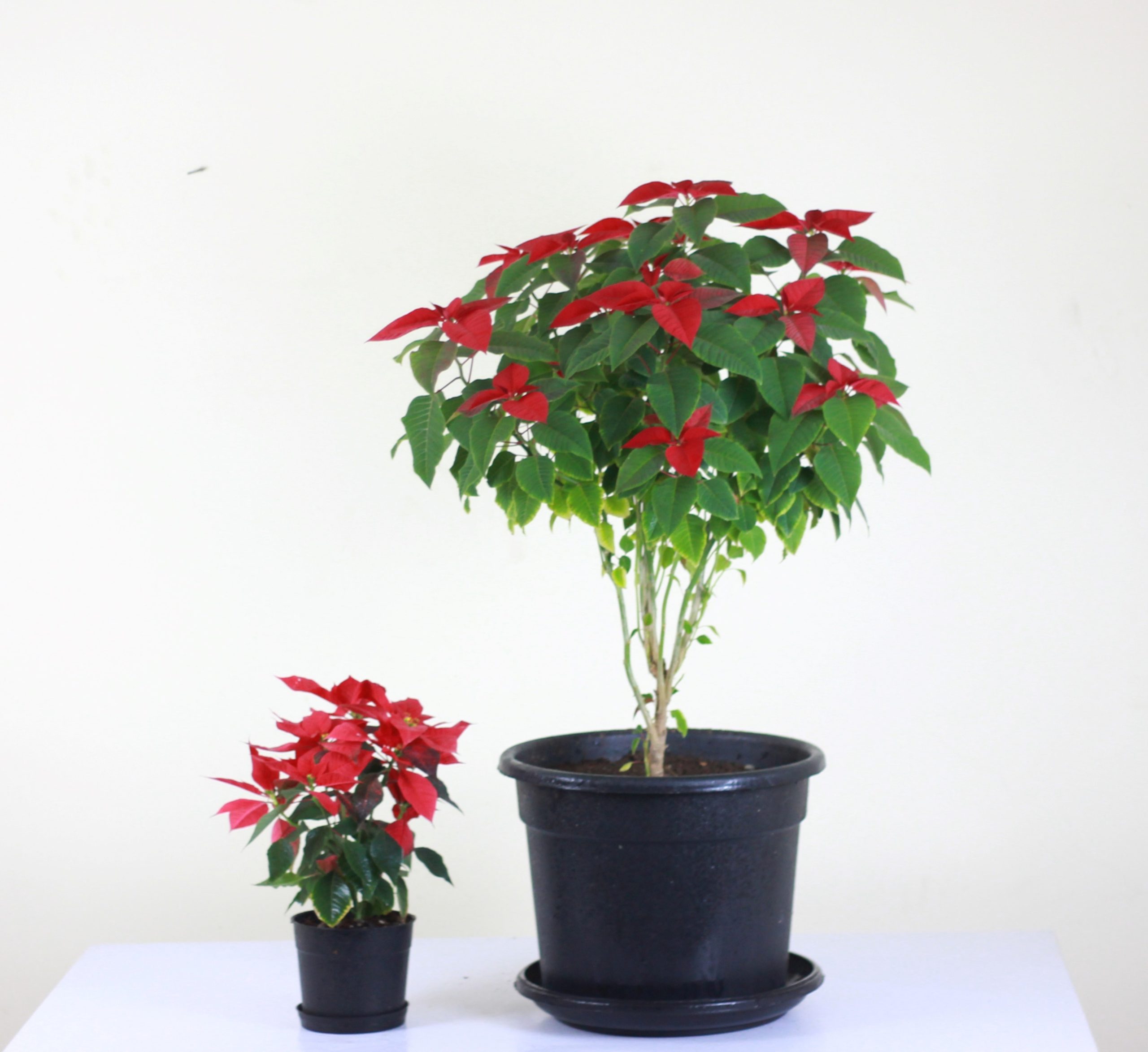 Red Poinsettia