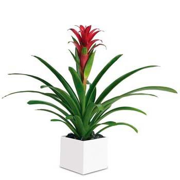 Scarlet Star (Guzmania) - Mashtal Garden Centers