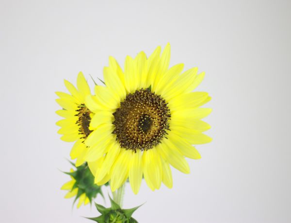 Common Sunflower
