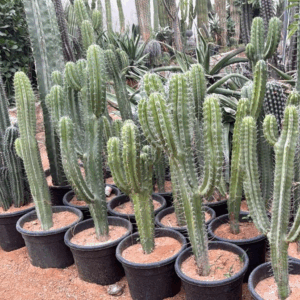 Cereus Cactus