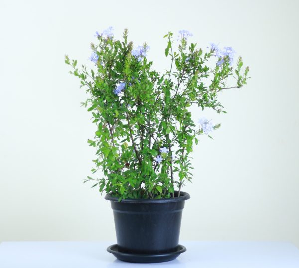 Plumbago