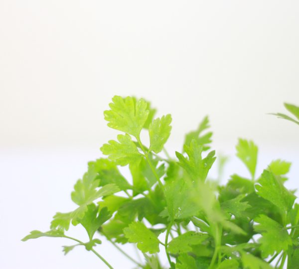 Celery