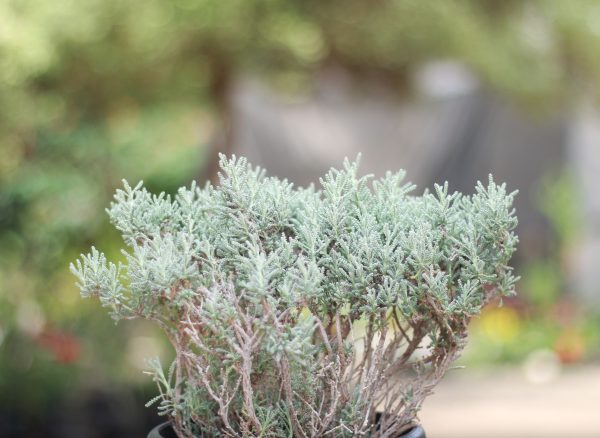 Mugwort