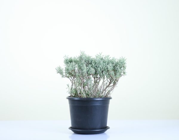 Mugwort