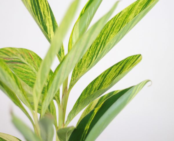 Shell Ginger