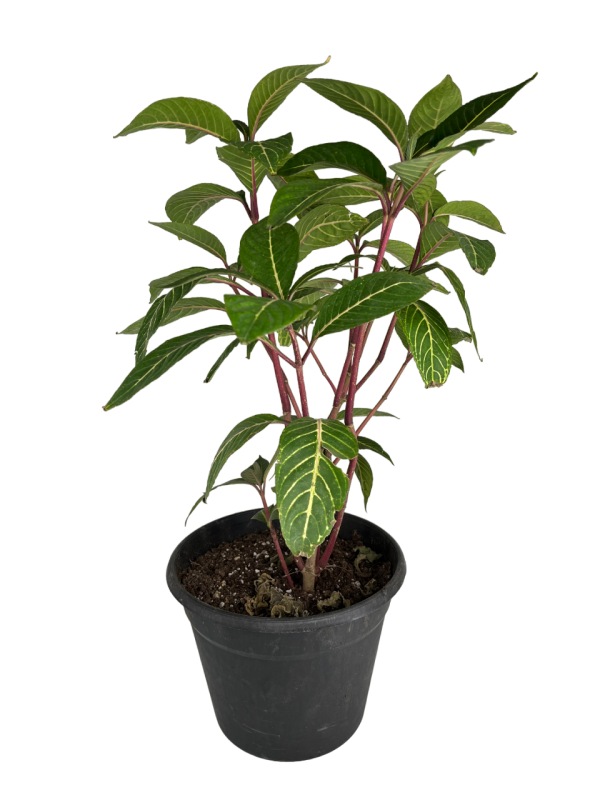 Shrubby Whitevein
