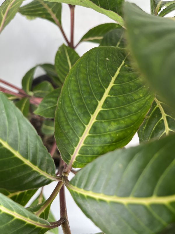 Shrubby Whitevein