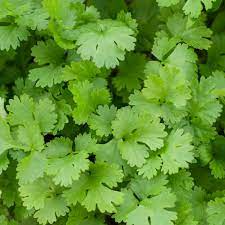 slow bolting coriander