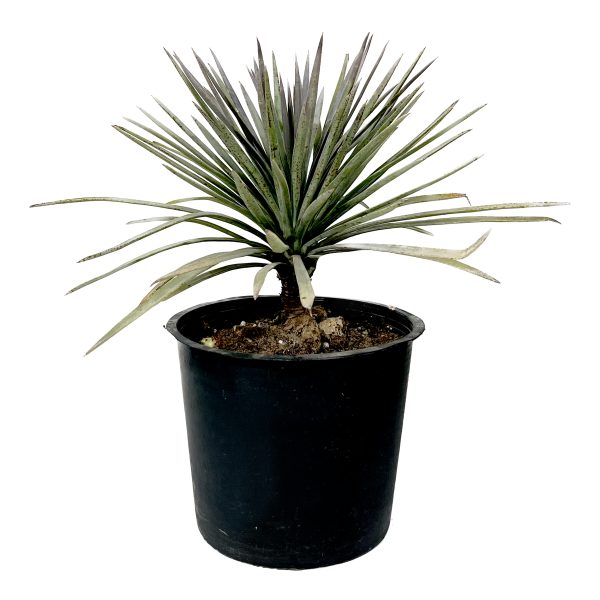 Sunny Terrace Set (10 Plants)
